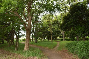 日本　埼玉　高岩公園　5月の風景