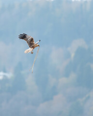 Obraz premium Bird photography, Western marsh harrier, Circus aeruginosus, flying with reed in its beak, building nest. Blurred background, copy space with place for text.