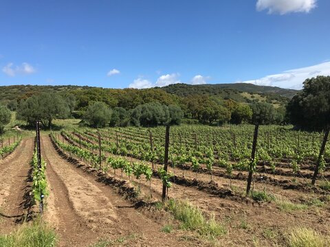 vermentino vineyard in berchidda, sardinia, italy