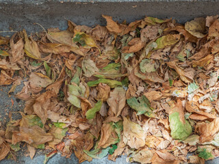 Group of fallen leaves on the ground