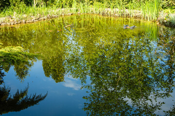 Obraz premium Beautiful garden pond with stone banks and floating Messner skimmer. Mirror-clear water of pond reflects blue sky and plants growing along shore. Spring landscape in evergreen landscaped garden.