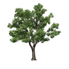Green Ash tree - isolated on white background - 3D Illustration - obrazy, fototapety, plakaty