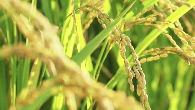 【秋】田園で穂が実ってきた米が風にゆれる様子　農業
