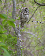 エゾフクロウ（Ural Owl ）