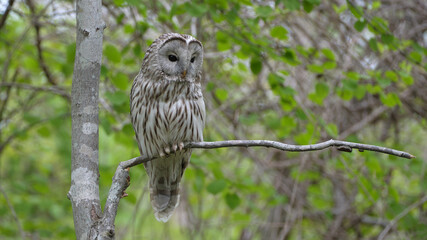 エゾフクロウ（Ural Owl ）