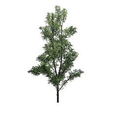 Mountain Maple tree - isolated on white background - 3D Illustration