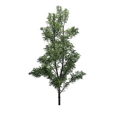 Obraz premium Mountain Maple tree - isolated on white background - 3D Illustration