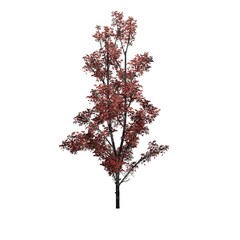 Mountain Maple tree in autumn - isolated on white background - 3D Illustration