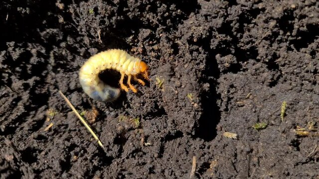 Close up of chafer beetle larvae grubs in the soil. The larva of a chafer beetle, sometimes known as the May beetle, June bug or June Beetle.