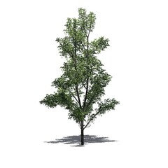 Mountain Maple tree with shadow on the floor - isolated on white background - 3D Illustration