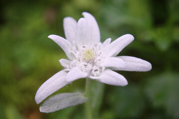 エーデルワイス