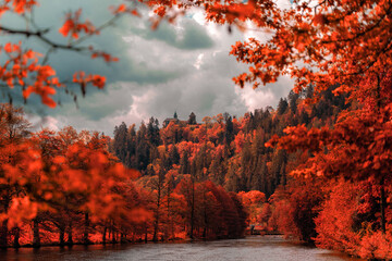 Fototapeta premium autumn forest in the morning