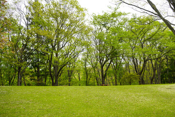 Fototapeta na wymiar 公園の芝生とベンチ