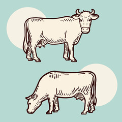 Set of cows. Farm animal. Hand drawn sketch. Vintage style. Color vector illustration.