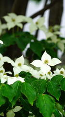 하얗게 핀 산딸나무의 꽃