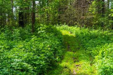 Fototapeta premium pathway in deep forest through high wild grass at sunny day