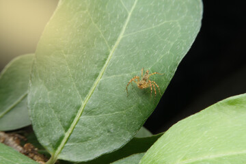 close up small spider.