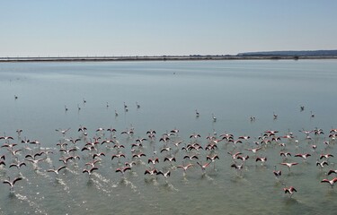 Etangs, vignes et flamants roses dans le sud de la France