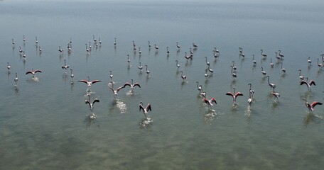 Etangs, vignes et flamants roses dans le sud de la France