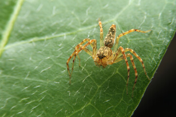 close up small spider.