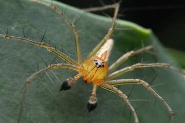 close up small spider.