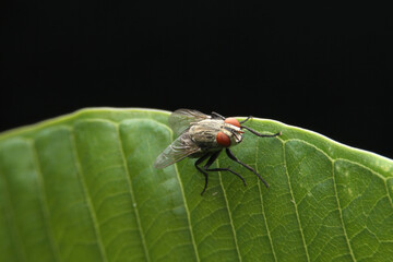 Common housefly close-up macro side view portrait.