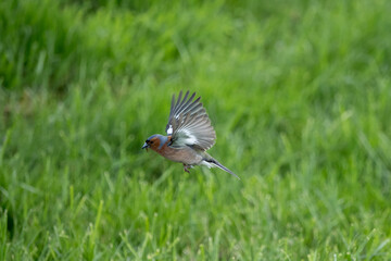 tree finch with an insect in its beak in a meadow