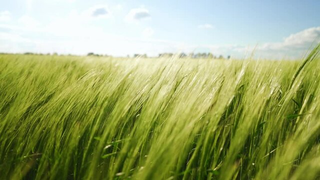 The barley harvest ripens in warm sunlight. Green fields of wheat are earing from the wind. Field of cereals for making bread. A large crop of grain. Agricultural business for growing organic plants.