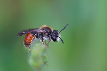 Closeup of a beatiful and cute Red-girdled Mining Bee , male Andrena labiata, hanging onto a blade of grass against a green blurred background