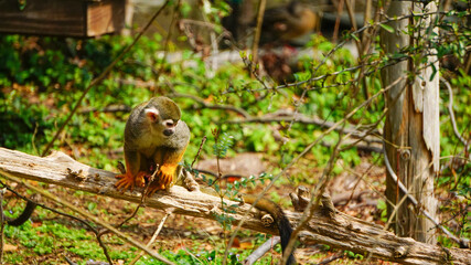 長崎県、森きららのコモンリスザル