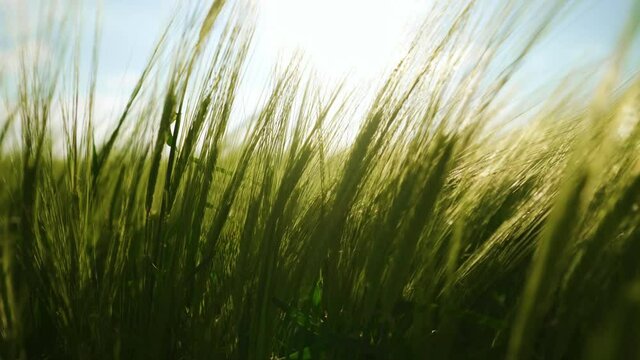 Agriculture. The rays of the sun shine through the spikelets of barley. The wind sways wheat in the field, waves of crops. A cereal field for making bread and beer. A large crop of grain.