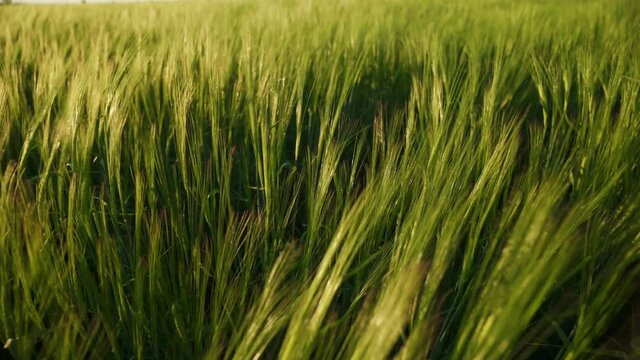 A large crop of grain. Green fields of wheat are earing from the wind. Field of cereals for making bread. The barley harvest ripens in warm sunlight. Agricultural business for growing organic plants.