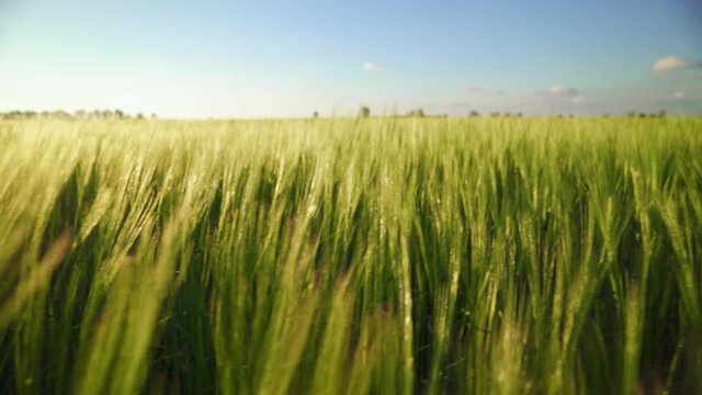 A vista over a wide field of green wheat. A large crop of grain. Green fields of wheat are earing from the wind. The barley harvest ripens in warm sunlight. Agricultural business.