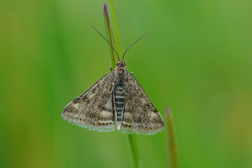 Closeup of the diurnal straw-barred pearl moth, Pyrasuta despicata hanging onto a blade of grass