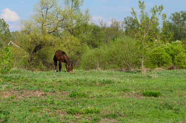 horse grazing in the meadow