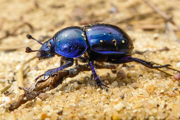 Kleiner Waldmistkäfer auf sandigem Boden. Die Käferschale leuchtet in den schimmernden Farben Blau, Lila und Schwarz. Mistkäfer krabbelt auf Sand. Forest dung dor beetle bug crawling in the sand.