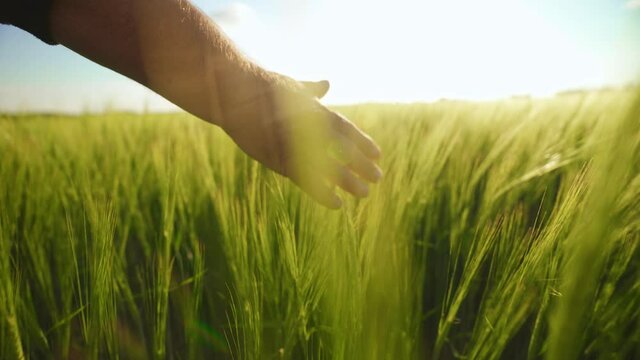 The farmer strokes the spikelets of barley. Green wheat fields in the rays of the bright sun. The landowner checks the future wheat harvest. Cereals for making bread and beer. Agricultural business.