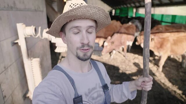 Male farmer influencer recording video with cow livestock in background 4K