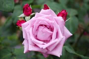 バラ　シャルルドゥゴール