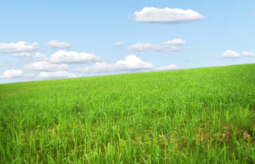 Fototapeta premium green field and blue sky