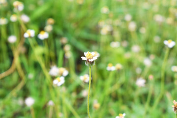 flowers in the grass