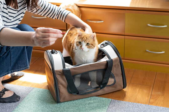 移動用キャリーバッグに入れられる猫