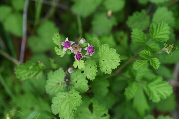 Native raspberry flowers. Rosaceae deciduous shrub.