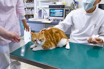 動物病院で健康診断を受ける猫	