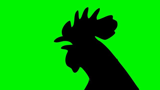 Head of Singing Rooster  
2D cartoon animated rooster singing.Includes green screen/alpha matte.Seamless loop.