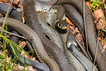 Grass snakes staring at each other