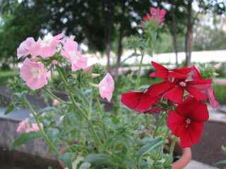 red flowers in the garden