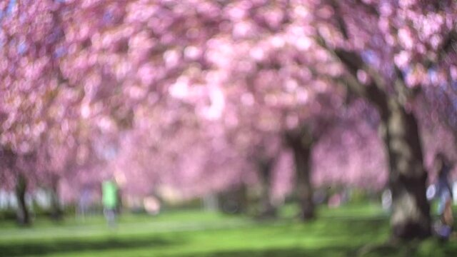 4K blurred background: blossoming cherry trees in a park, people enjoying warm sunny weather