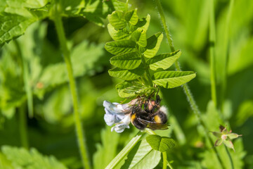Bubble Bee pollinating a wildflower on a meadow