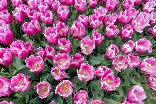 Top view field purple tulips in the Netherlands
